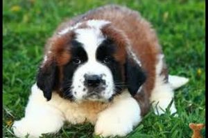 St Bernard Puppies Too Cute : A Cute Video Of St Bernard Puppies Playing