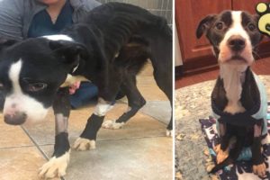 Starved, Abused Dog Was Dumped Like Garbage On Street | Dog Rescue Stories