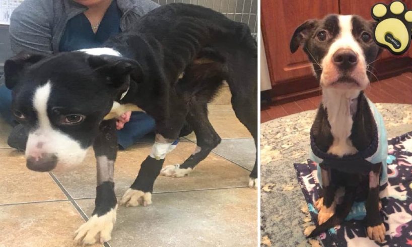 Starved, Abused Dog Was Dumped Like Garbage On Street | Dog Rescue Stories