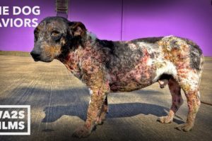 Starving Mangy Puppy Couldn't Move It Was So Painful Is Rescued - The Dog Saviors
