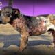 Starving Mangy Puppy Couldn't Move It Was So Painful Is Rescued - The Dog Saviors