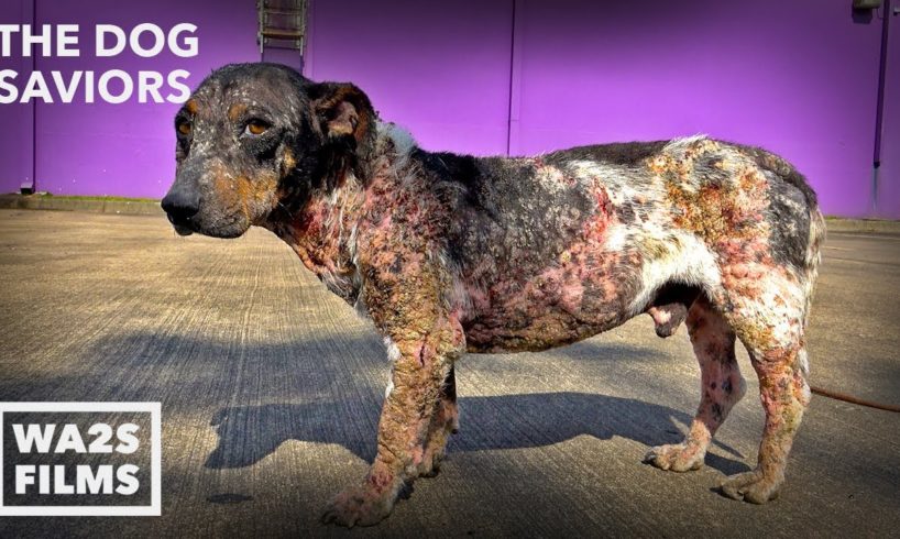 Starving Mangy Puppy Couldn't Move It Was So Painful Is Rescued - The Dog Saviors