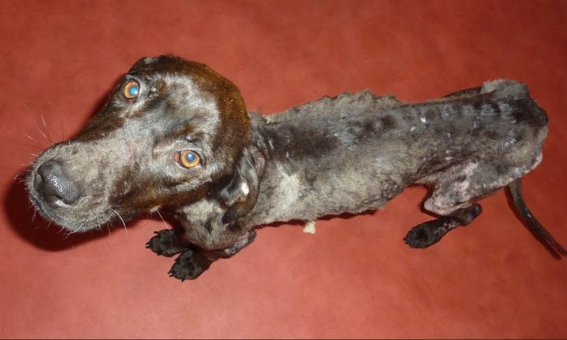 Starving Scared Dog Gets The Rescue Of A Lifetime. Theia's Amazing Recovery And Transformation
