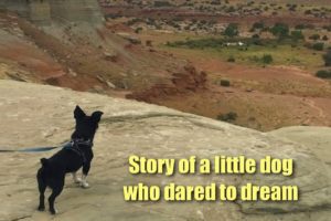 Story of a Little Stray Dog Who Dared To Dream - Howl Of A Dog Rescue