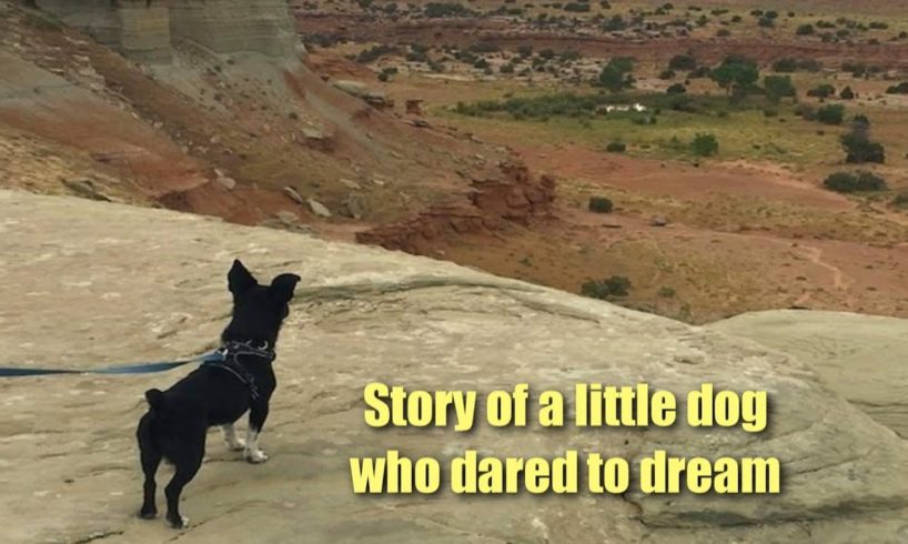 Story of a Little Stray Dog Who Dared To Dream - Howl Of A Dog Rescue