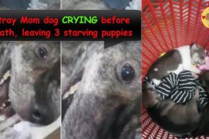Stray Mom Begs for Food was Beaten, Crying before Death - leaving 3 Starving Puppies