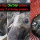Stray Mom Begs for Food was Beaten, Crying before Death - leaving 3 Starving Puppies