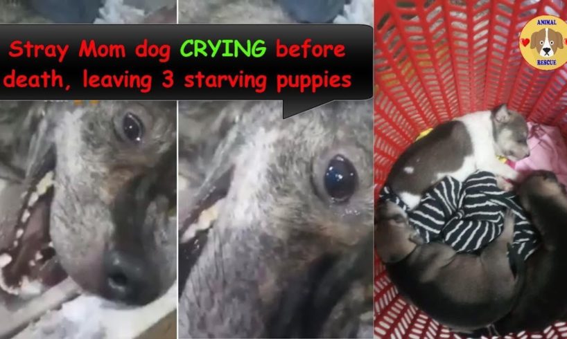 Stray Mom Begs for Food was Beaten, Crying before Death - leaving 3 Starving Puppies