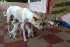 Street Dog Feeds Her Cute puppies - Must watch Dog`s Motherhood video