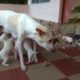 Street Dog Feeds Her Cute puppies - Must watch Dog`s Motherhood video