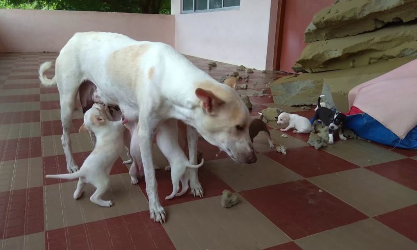 Street Dog Feeds Her Cute puppies - Must watch Dog`s Motherhood video