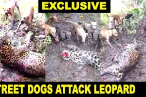 Street Dogs Attack Leopard in Tadoba Tiger Reserve | Dogs Vs Leopard EXCLUSIVE