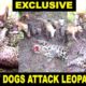 Street Dogs Attack Leopard in Tadoba Tiger Reserve | Dogs Vs Leopard EXCLUSIVE