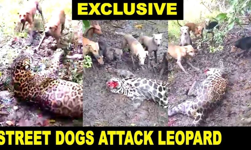 Street Dogs Attack Leopard in Tadoba Tiger Reserve | Dogs Vs Leopard EXCLUSIVE