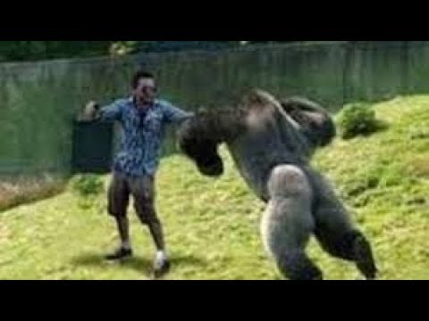 Stupid Humans vs Smart Wild Animals 2