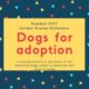 Summer 2017 - Dogs for adoption Animal Rescue Kefalonia