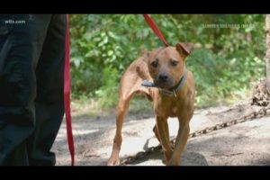 Sumter deputies break up dog fighting operation