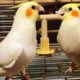 Super Cute Animals ❤️ Funny and Cute Parrots Videos Compilation #50