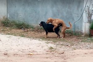 Sweet love of my puppy, kittens on the street