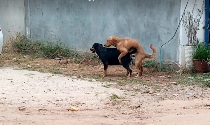 Sweet love of my puppy, kittens on the street