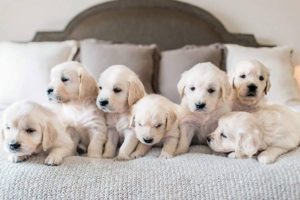 THE CUTEST PUPPIES EVER ! ! !