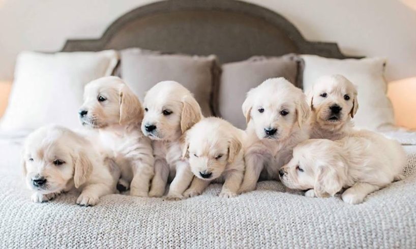 THE CUTEST PUPPIES EVER ! ! !
