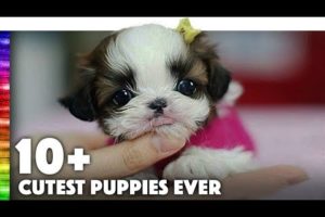 TOP 10+ Cutest Puppies EVER