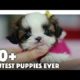 TOP 10+ Cutest Puppies EVER