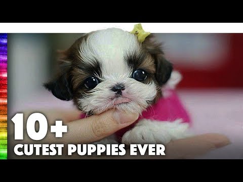 TOP 10+ Cutest Puppies EVER