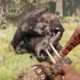 TOP 8 FAR CRY PRIMAL ANIMAL FIGHTS!