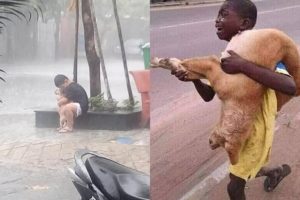 TOP Video Animal Rescues, Emotional, Inspiring, Funny Will Warm Your Heart Compilation.