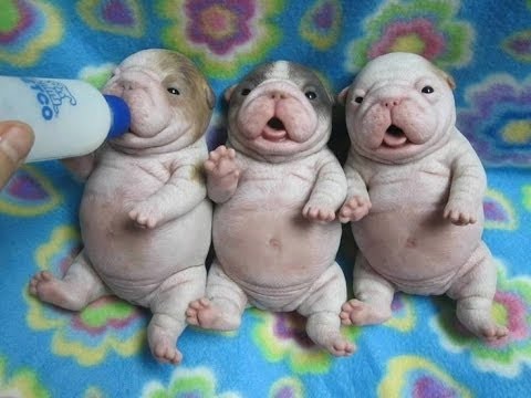 TRY NOT TO LAUGH-Funny and Cute Puppies Fails Compilation 2016 (Part2)