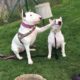 TRY NOT TO LAUGH or GRIN: Funny and Cute Bull Terrier Videos Compilation 2017