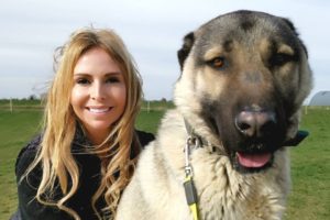 TURKISH KANGAL DOG - WOLF KILLER OR PET?