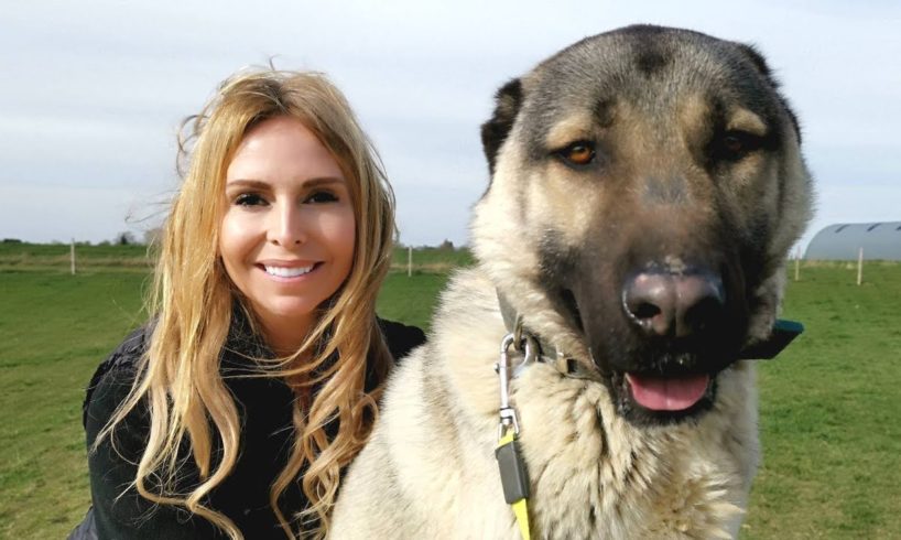 TURKISH KANGAL DOG - WOLF KILLER OR PET?