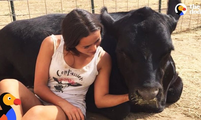Teen Rescues Farm Animals From Craigslist & Gives Them a Second Chance | The Dodo