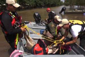 Texas Game Wardens Rescue Distressed Animals