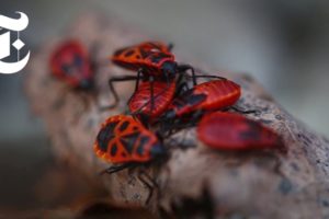 The Animals of Chernobyl | The New York Times