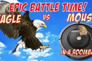 The Best of Eagle Attacks vs Roomba | Most Amazing Wild Animal Fights |