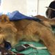 The Big Cat Doctor Performs Life-Saving Surgery