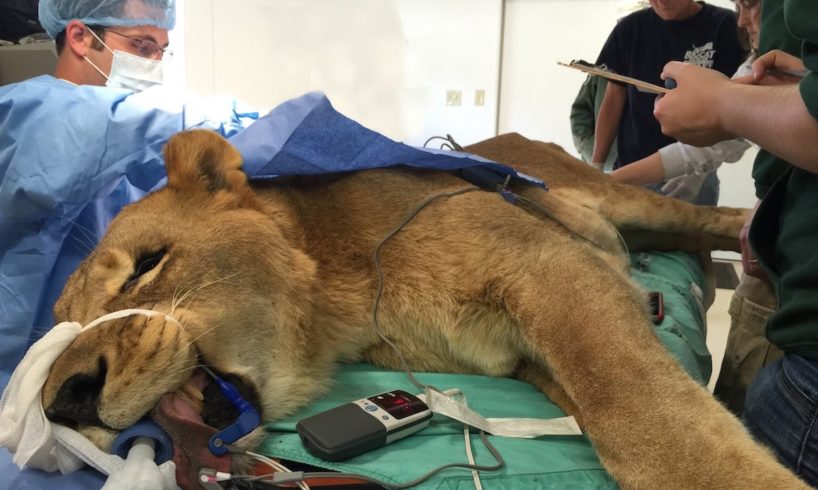 The Big Cat Doctor Performs Life-Saving Surgery