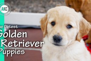 The Cutest Golden Retriever Puppies
