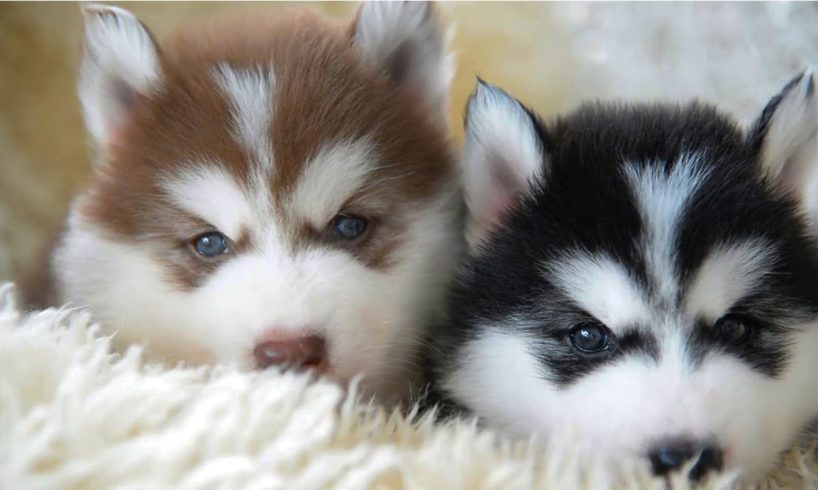 The Cutest Husky Puppies Ever 🐶 Amazing Cute Funny Dogs 2019 🐶 Cute Boss