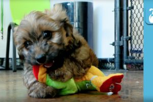 The Cutest Puppies Play With A Frog - Puppy Love