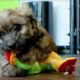 The Cutest Puppies Play With A Frog - Puppy Love