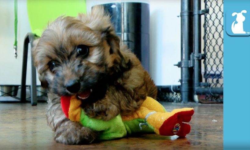 The Cutest Puppies Play With A Frog - Puppy Love