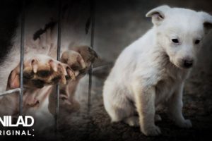 The Dark Side of Britain: Puppy Farms | UNILAD Original Documentary
