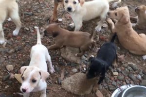 The Day Spent with Cute Puppies at Blue cross