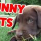 The Funniest Cute Pets & Animals Home Video Bloopers of 2019 Weekly Compilation | Funny Pet Videos
