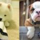 The Funniest Dog Videos In The World - Cutest Puppies In The World - Puppies TV